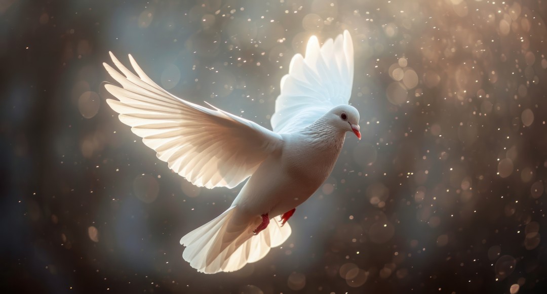 white dove with wings in the air.